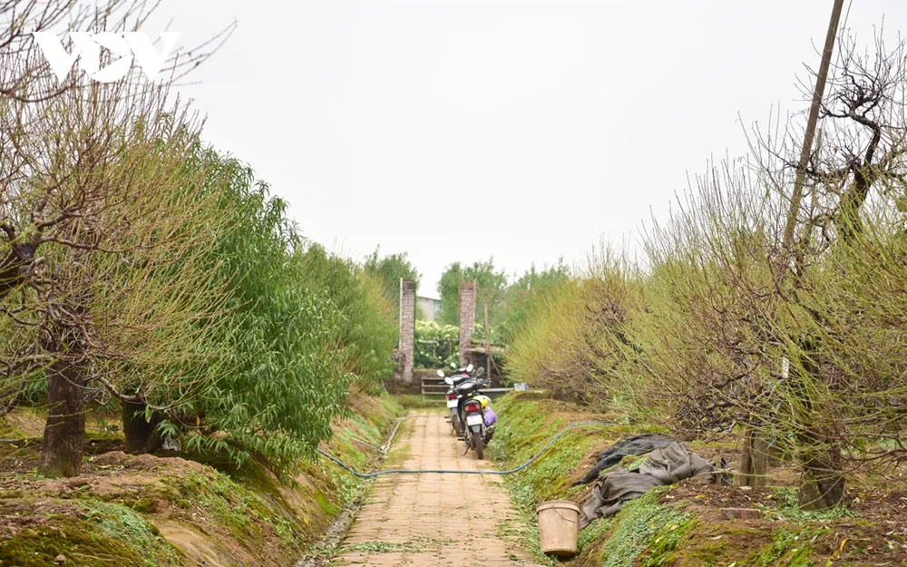 Nhiều cây đào "khủng" sau khi tuốt lá được chuyển về vườn có nhiều phù sa màu mỡ để hút chất dinh dưỡng tốt hơn.