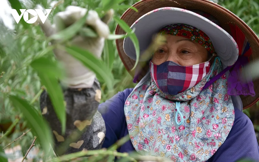 Đào Nhật Tân là loại hoa truyền thống, không thể thiếu trên thị trường Tết Nguyên đán. Không chỉ được ưa chuộng ở Hà Nội, đào Nhật Tân còn được tiêu thụ khắp mọi miền đất nước. Do đó, cận Tết, các nhà vườn đều “tăng tốc” lao động miệt mài để mong có một mùa thu hoạch bội thu và có những cây đào to, đẹp, phục vụ nhu cầu của người dân trong dịp Tết Nguyên đán cổ truyền.