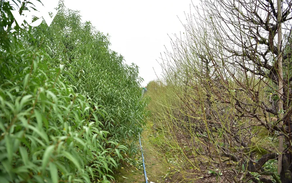 Hàng năm, vào khoảng cuối tháng 10, đầu tháng 11 (âm lịch) người dân nơi đây lại tất bật vào vụ tuốt lá, chuẩn bị cho công đoạn nuôi mắt, cho đào ra nụ để nở hoa đúng vào dịp Tết Nguyên đán.