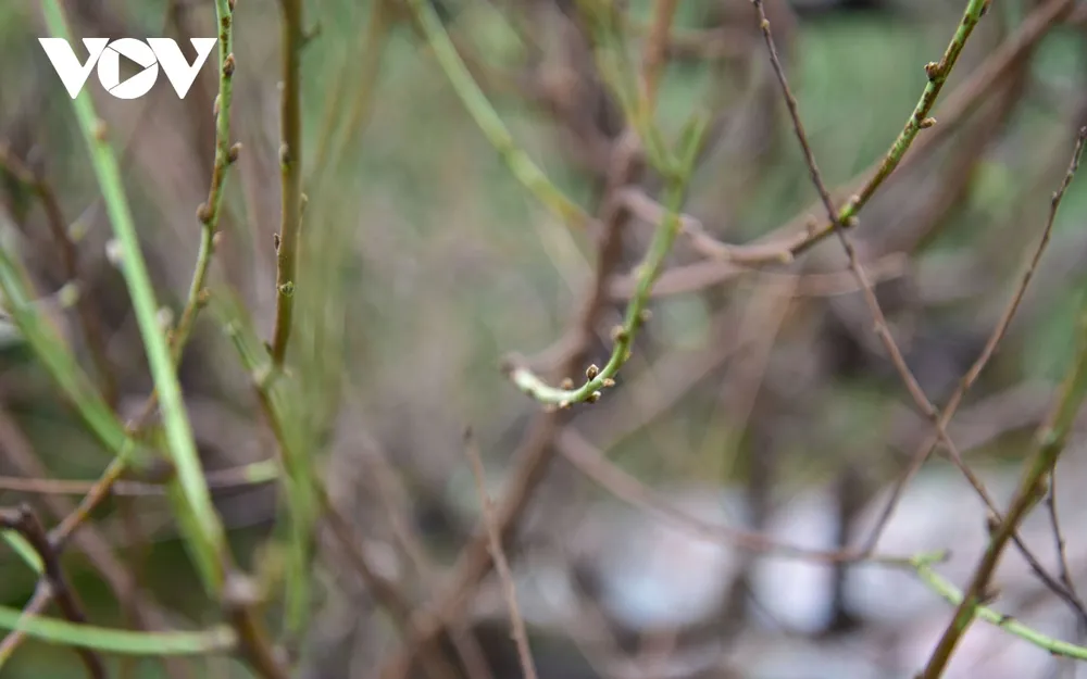 Nhiều cây đào được tuốt lá sớm bắt đầu đâm chồi non, báo hiệu Tết sắp đến.