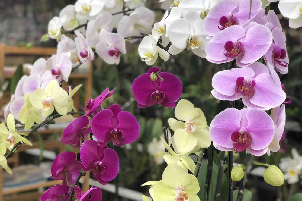 3 triệu cây lan hồ điệp sẵn sàng phục vụ Tết Nguyên đán 2024