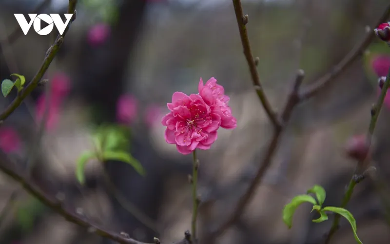 Các loại đào bích, đào phai, từ cành to cho tới những cành nhỏ đua nhau khoe sắc trong tiết se lạnh của Thủ đô.