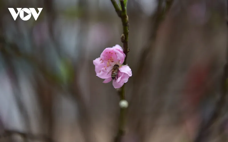 Với quan điểm "thấy hoa đào là thấy Tết" nhiều người mua đào cành về "chưng" trong nhà để cảm nhận không khí Tết.