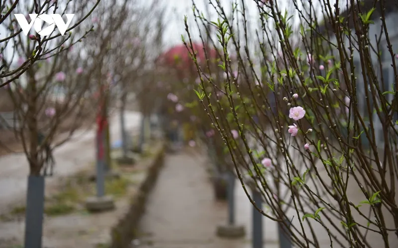 Những cành hoa đào báo hiệu năm mới xuất hiện trên dọc các tuyến phố khiến nhiều người cảm nhận như không khí Tết đã đến gần.