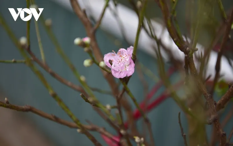 Đã từ lâu, hoa đào Nhật Tân đã trở thành biểu tượng văn hóa của Hà Nội và Việt Nam trong ngày Tết. Mỗi dịp Xuân về, sắc thắm của hoa đào lại nhuộm hồng từng góc phố, từng căn nhà khiến cho không khí Tết rộn ràng, ấm áp hơn. Thấy hoa đào là thấy Tết đã đến rồi.
