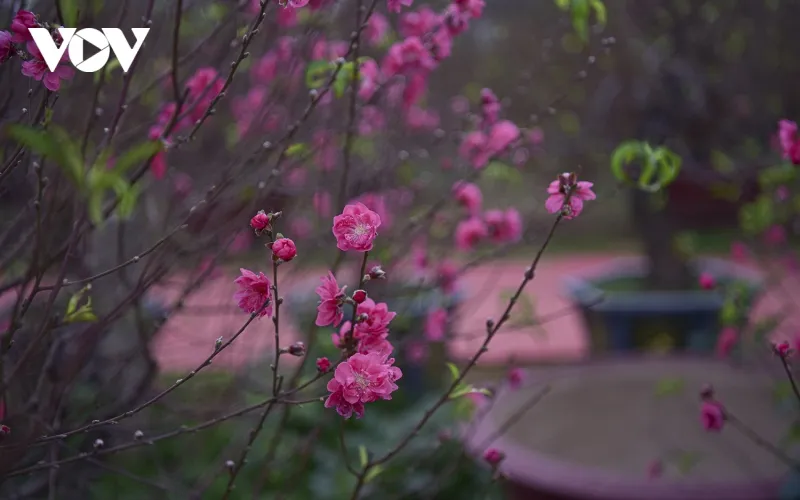 Thời điểm này, lác đác đã có những gốc đào bắt đầu khoe sắc hồng, rực rỡ dưới ánh nắng nhẹ của mùa đông.