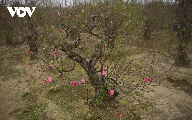 Một tiểu thương cho biết, thời điểm cách Tết một tháng, họ đã bắt đầu bán những cành đào mini phục vụ khách chơi Tết sớm. Năm nay thời tiết ấm, hoa đào nở sớm. Nhiều nhà vườn phải áp dụng “bí quyết” nhà nghề để đào ra hoa đẹp và đúng thời điểm Tết Nguyên đán.