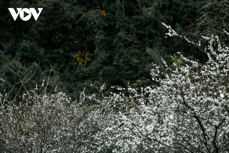 Những ngày này, hoa mận nở trắng càng tô điểm thêm vẻ đẹp tinh khôi của thiên nhiên hùng vĩ trên cao nguyên đá.