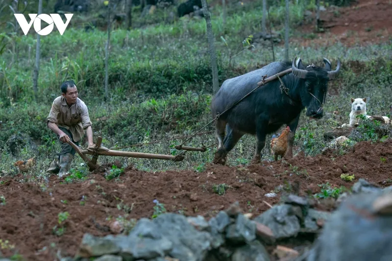 Với địa hình núi cao, nơi đây hầu như không có ruộng nước, chủ yếu là nương rẫy. Những mảnh ruộng cày lên lẫn toàn sỏi, đá. Mỗi gia đình ở Lục Khu phải có ít nhất 2 con trâu to khoẻ mới đủ sức kéo phục vụ cho nông nghiệp.