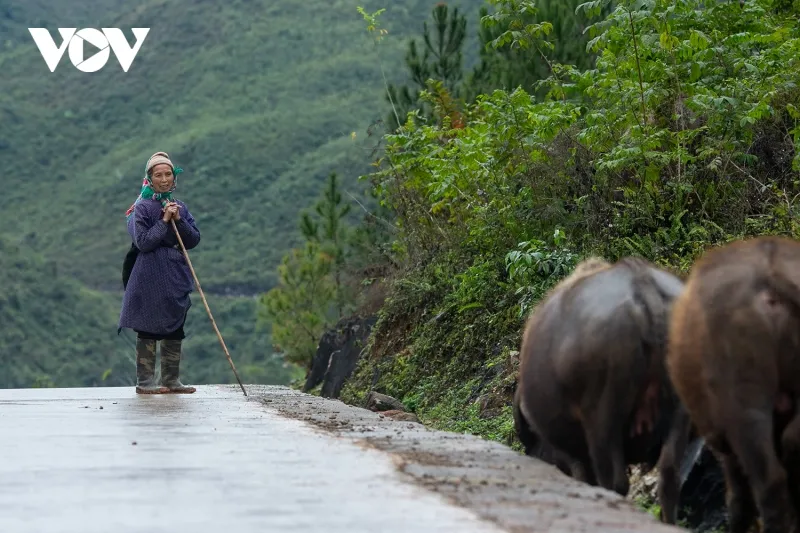 Chăn nuôi cũng khó khăn vì thiếu nước. Bà Nông Thị Kiến (xóm Pác Hoan, xã Nội Thôn) không khỏi ngậm ngùi khi nhớ tại thời điểm vì thiếu nước, gia đình bà đã phải bán bớt gia súc trong chuồng.