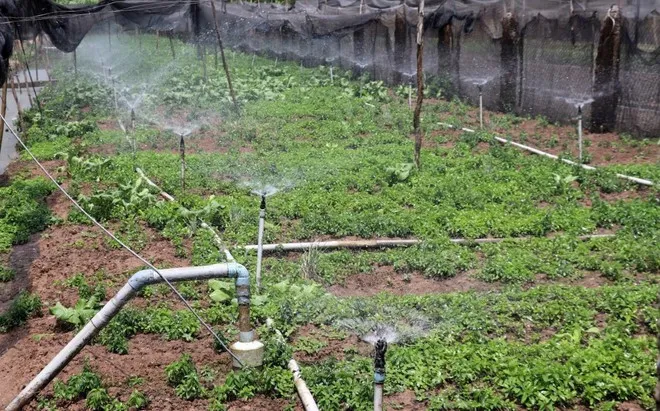 Ảnh minh họa. (Ảnh: Hữu Chí/TTXVN)