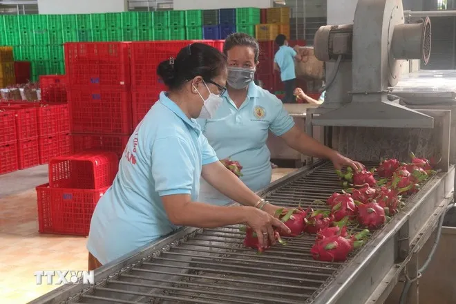 Sơ chế thanh long xuất khẩu ở Hợp tác xã thanh long Mỹ Tịnh An (Tiền Giang). (Ảnh: Minh Trí/TTXVN)
