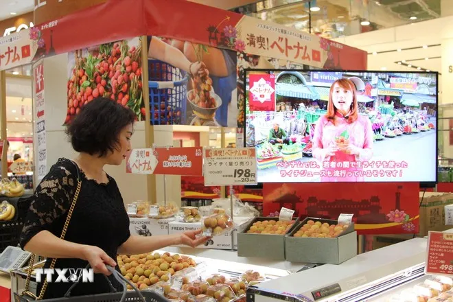 Người tiêu dùng Nhật Bản chọn mua vải thiều tại siêu thị AEON. (Ảnh: Đào Thanh Tùng/TTXVN)