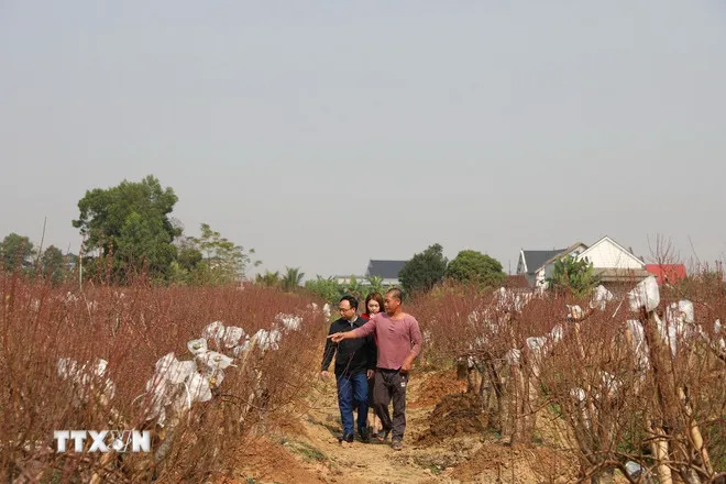 Hầu hết các vườn đào đã được thương lái đến đặt mua, dự báo một vụ mùa bội thu. (Ảnh: Khiếu Tư/TTXVN)