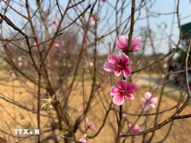 Đào phai Xuân Du được nhiều gia đình lựa chọn trưng trong dịp Tết. (Ảnh: Khiếu Tư/TTXVN)