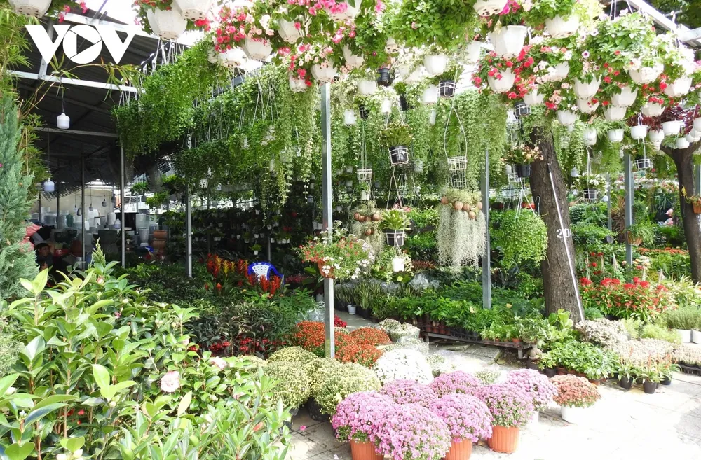 Cây cảnh năm nay đa dạng, bắt mắt với giá bán tương đối ổn định.