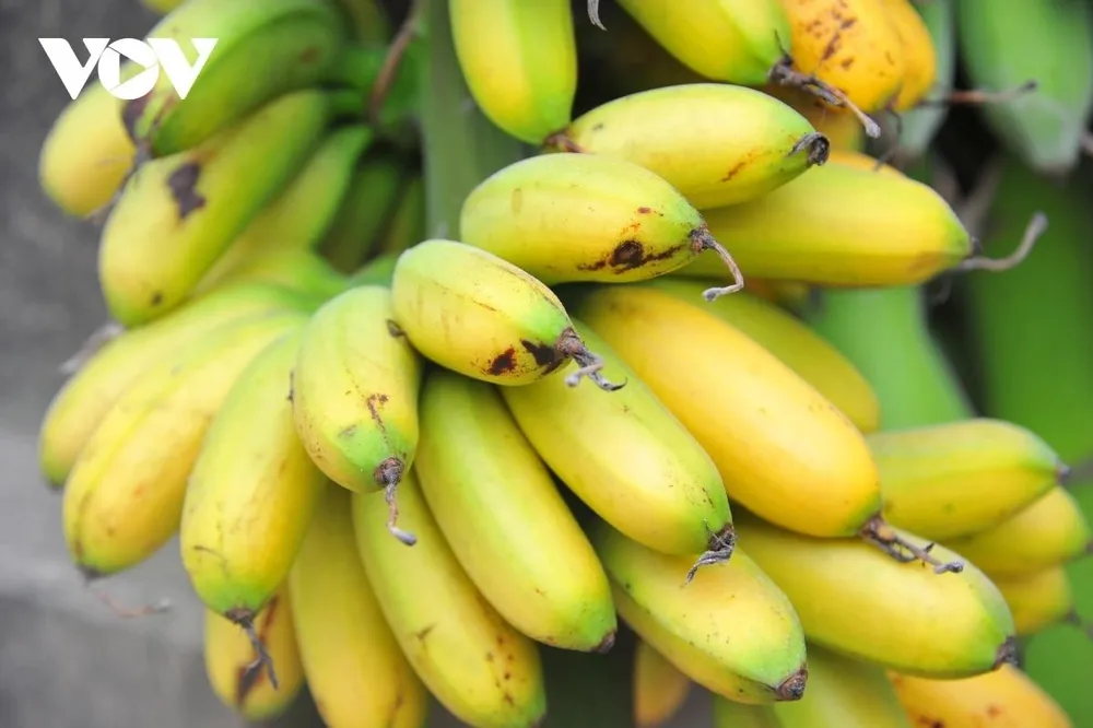 Mặc dù có giá đắt nhưng chuối ngự vẫn được người tiêu dùng đón nhận, người trồng không kịp cung ứng ra thị trường.