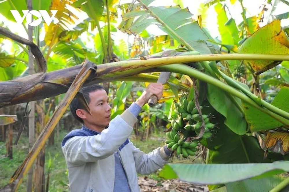 Theo chia sẻ của anh Trần Khắc Hiền - một trong những người đã dành rất nhiều tâm huyết để tạo dựng thương hiệu chuối ngự Đại Hoàng, chuối ngự rất kén đất, chỉ phù hợp với dải đất ven sông Châu Giang chảy qua địa phận một số xã của huyện Lý Nhân, bởi khu vực này là đất pha cát, không có nơi nào có được vi lượng chất đất tốt tốt như ở Đại Hoàng.