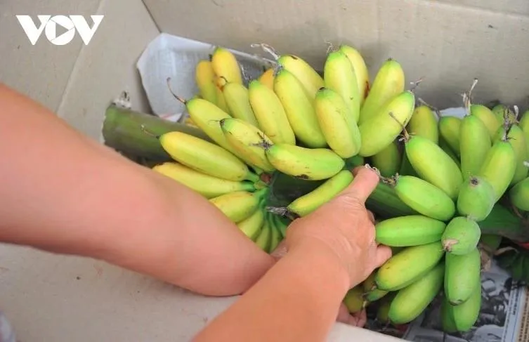 Để chuối nhanh chín, nhà vườn treo những buồng xanh lên giàn, cách mặt đất tầm 1m, ở dưới dùng trấu đốt, lấy hơi nóng “sưởi ấm” cho chuối.