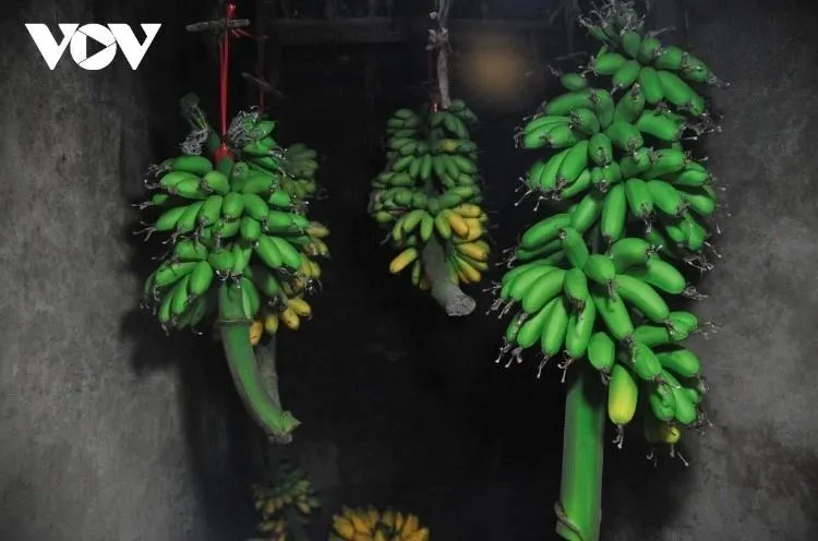 Chuối ở làng Đại Hoàng nổi tiếng khắp vùng không chỉ thơm ngon mà cách giấm chuối cũng rất an toàn. Người dân không dùng hoá chất, mà chỉ dùng trấu và tro "sưởi ấm" cho chuối chín.