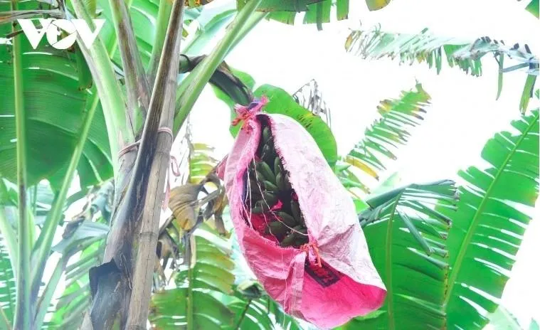 Đa số thương lái đều đặt hàng tại vườn từ lúc chuối còn xanh, vẫn "treo" trên cây, thậm chí từ khi chuối mới trổ hoa.