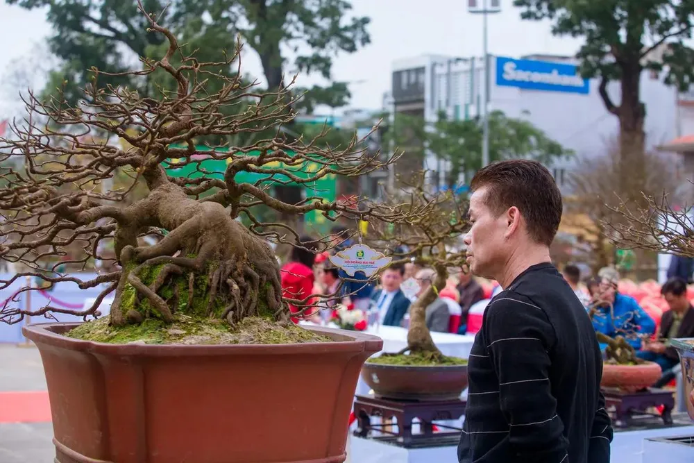 Hoàng mai Huế khoe sắc bên bờ sông Hương