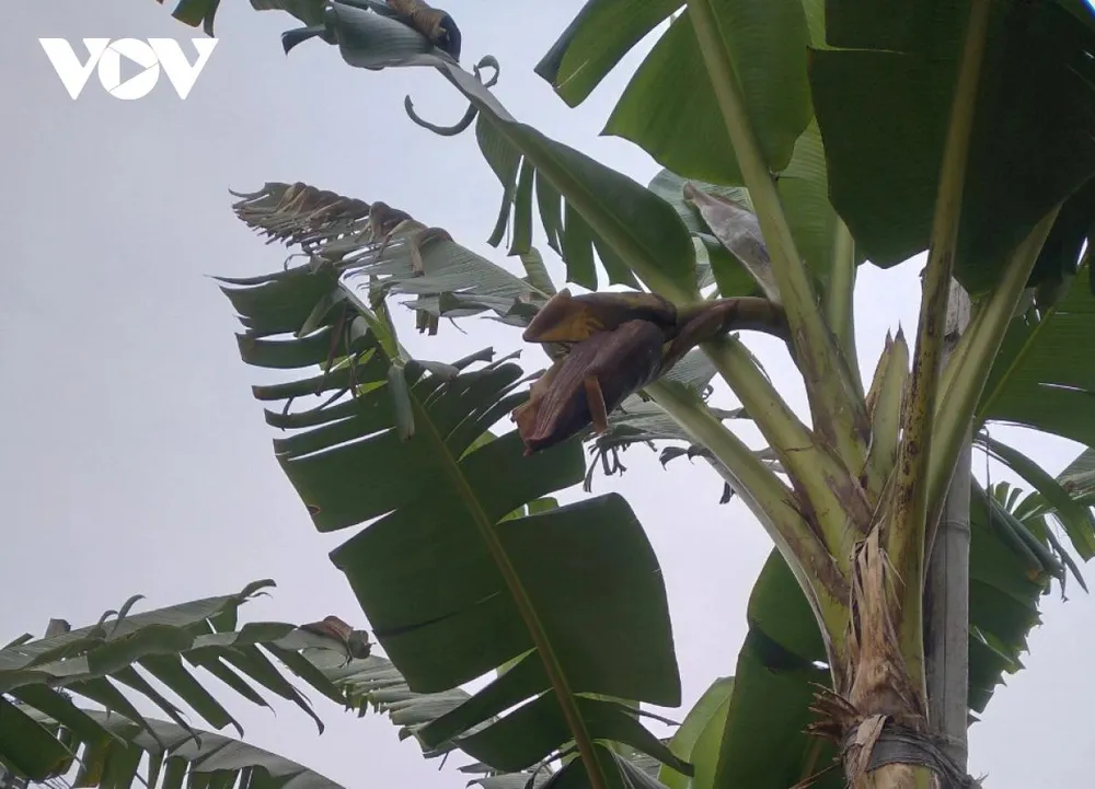 Theo quan niệm của người dân địa phương, trong những ngày Tết có nải chuối ngự tiến vua dâng lên bàn thờ gia tiên là biểu tượng cho sự đủ đầy của năm mới bởi vẻ ngoài sáng đẹp, hương vị thơm ngon và đặc biệt là lịch sử văn hoá tốt đẹp của loại chuối này.