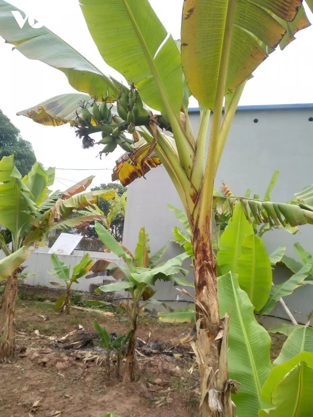 Trông thấy buồng chuối nhỏ nhưng rất đẹp, quả căng tròn, vàng óng, vua cho gọi vào. Nhà vua bèn nếm thử, thấy vị ngọt, hương thơm, càng ăn càng thấy ngon. Vua ban thưởng và truyền cho dân làng Đại Hoàng nhân rộng loại chuối này để cho thần dân khắp nơi cùng thưởng thức. Từ đó loại chuối này ở Đại Hoàng được mang tên chuối Ngự hay còn gọi là chuối “tiến Vua”. Có lẽ vì thế, từ nhiều năm nay, sản phẩm đặc sản chuối ngự Đại Hoàng được nhiều người lựa chọn mua làm quà biếu, quà tặng, bày mâm ngũ quả thờ cúng tổ tiên trong dịp Tết Nguyên đán.