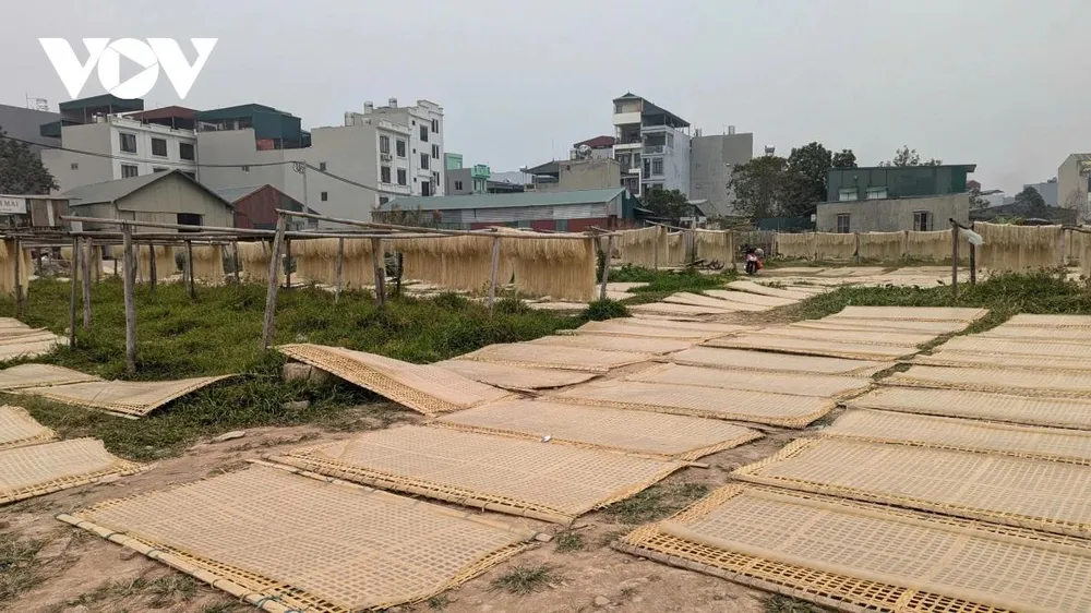 Để phục vụ nhu cầu tiêu dùng của người dân, trước Tết Nguyên đán 2-3 tháng, các cơ sở sản xuất miến dong tại làng nghề Phú Diễn đều huy động tối đa nhân lực, bắt tay vào sản xuất, gia tăng sản lượng. Hiện, tại làng có khoảng 20 cơ sở sản xuất miến dong với sản lượng trung bình đạt từ 12 - 15 tấn/ngày.