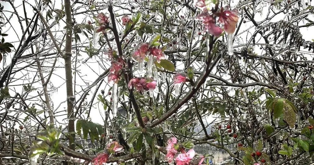 Miền Bắc đón rét đậm, mưa phùn trong dịp Tết Nguyên đán Ất Tỵ