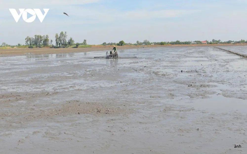 Nông dân vùng ĐBSCL làm đất chuẩn bị xuống giống