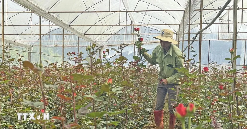 Rau, hoa Đà Lạt giảm giá sâu sau lễ