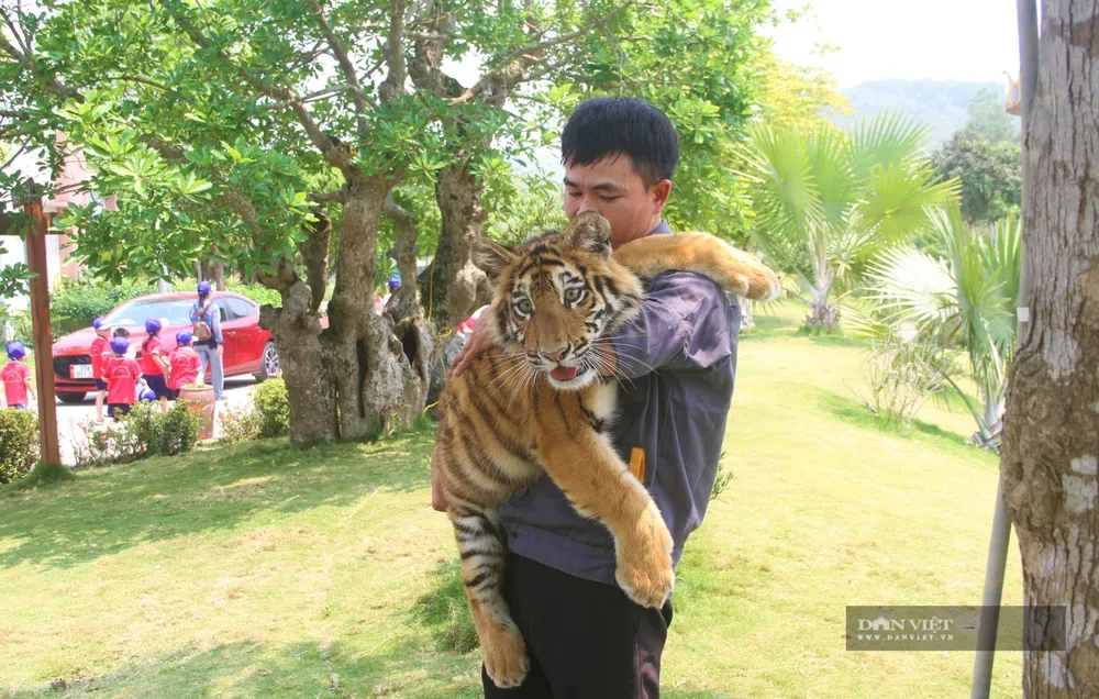 Tuýt còi dịch vụ bế bé hổ đi dạo triệu view