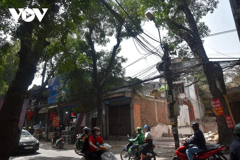 Những cây xà cừ cao khoảng 20 m trên tuyến phố La Thành chuẩn bị được di dời.