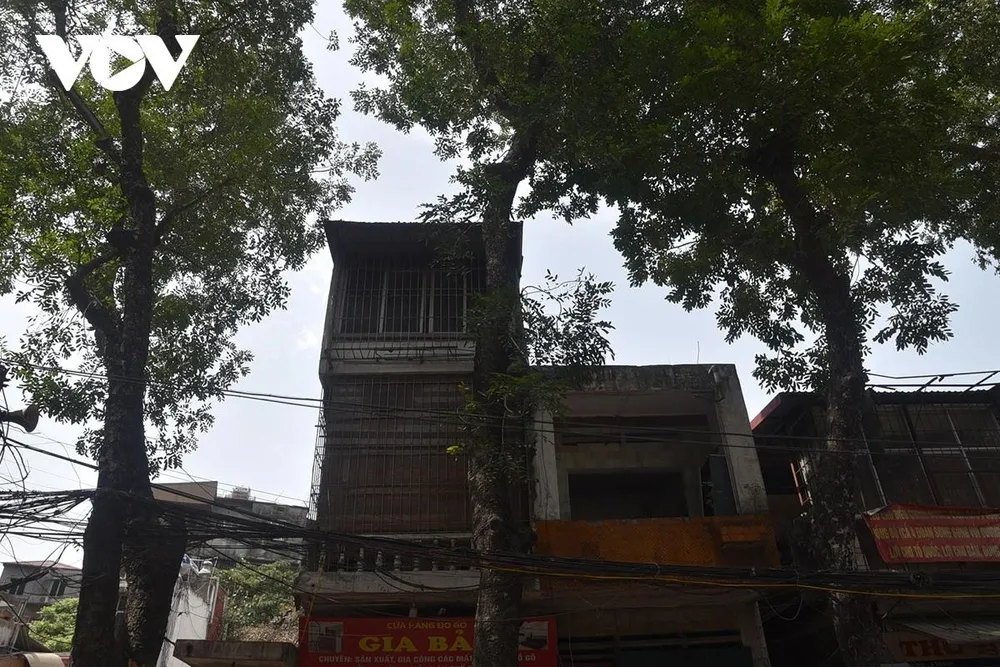 Thân cao vút, tán rộng che rợp bóng mát con đường.