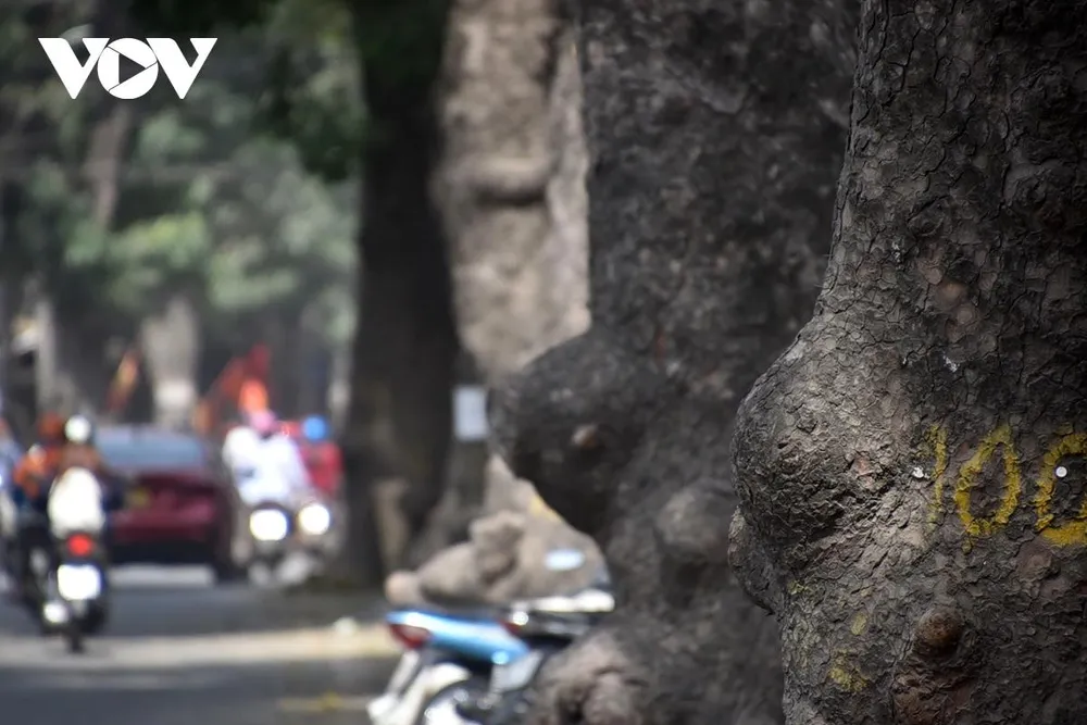 Những gốc cây xà cừ nổi bưới xù xì thể hiện tuổi cây nhiều năm.