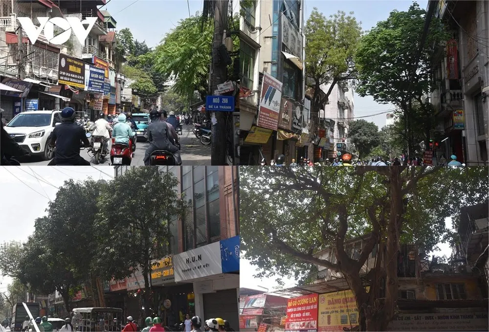 Theo đó, chặt hạ, di chuyển là 357 cây, trong đó 57 cây trên địa bàn quận Đống Đa (bằng lăng, bông gòn, cau vua, dâu da, dướng, đa lan, đề, hoa sữa, 12 lát hoa, lộc vừng, nhãn, sấu, si, sung, trứng cá, xà cừ) và 10 cây bụi, khóm (đại, tường vi, cây mảng) .