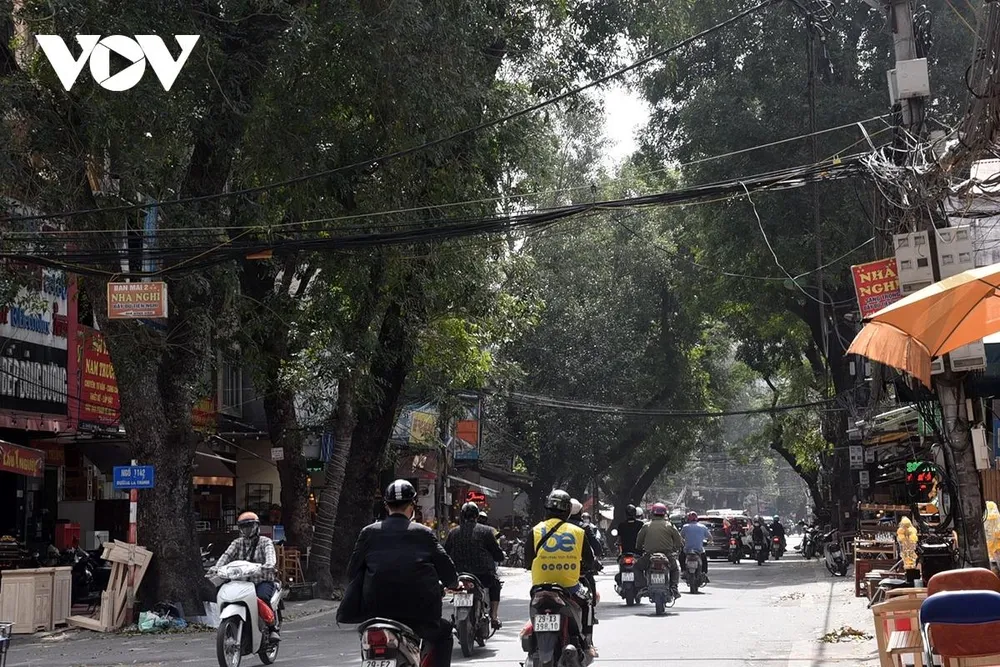 300 cây trên địa bàn quận Ba Đình (gồm: ban, bàng, bằng lăng, 1 bụi tre, cau vua, cọ, chẹo, chiêu liêu, dâu da, dướng, đề, giáng hương, hoa sữa, keo, khế, lát hoa, lim xẹt, lộc vừng, muồng, muồng đen, muồng hoàng yến, nhãn, phượng, quếch, sanh, sao đen, sấu, si, sung, xà cừ và xoan) và 172 m2 cây mảng, 75m2 thảm cỏ lá tre.