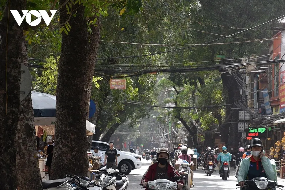 Chặt hạ 132 cây không thuộc danh mục cây đô thị và các cây đô thị bị cong queo, sâu mục, già cỗi, chết.