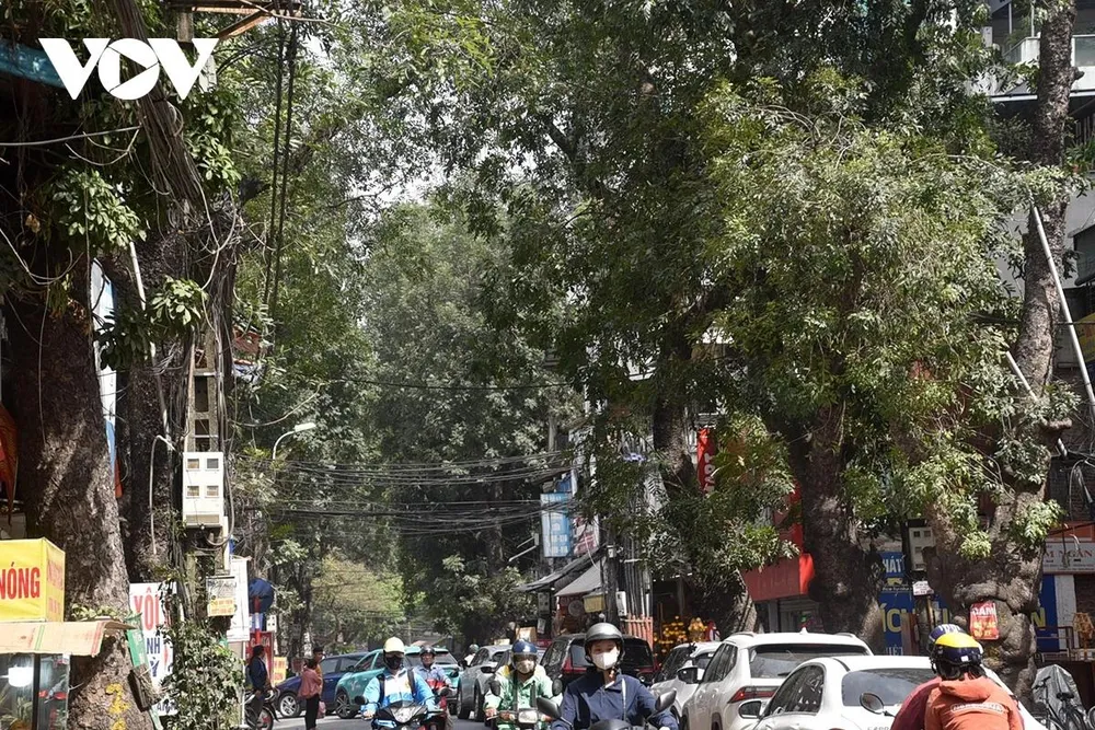 Những cây dịch chuyển sẽ trồng cố định và chăm sóc tại ô đất số 9 thuộc nút giao Vĩnh Ngọc, huyện Đông Anh, chăm sóc 12 tháng trước khi bàn giao lại cho Thành phố quản lý. Còn gỗ, củi từ cây chặt hạ, Ban quản lý dự án tập kết, bảo quản tại kho của đơn vị nhà thầu và tổ chức thanh lý gỗ, củi để nộp tiền vào ngân sách nhà nước theo quy định.