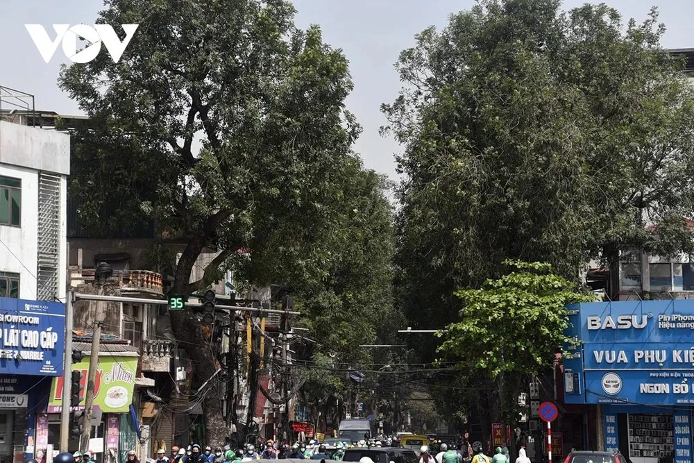 Ghi nhận của phóng viên, trên tuyến phố La Thành, đoạn Hoàng Cầu - Voi Phục có đến cả trăm cây xà cừ thân lớn cỡ 2 vòng tay người lớn. Theo người dân hàng xà cừ có tuổi đời khoảng 40 năm nên mới có thân to và tán lớn.
