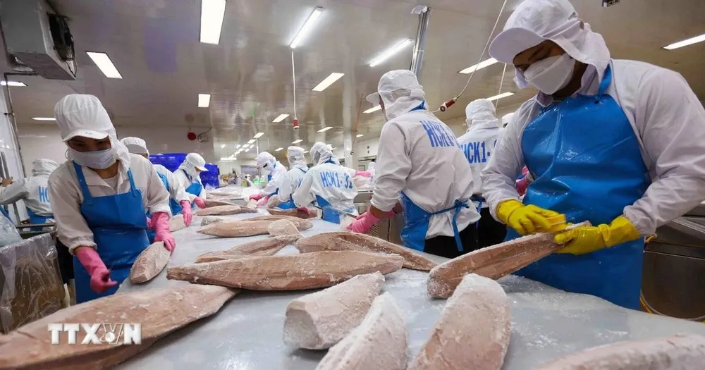 Phân loại, chế biến sản phẩm cá ngừ đại dương xuất khẩu. (Ảnh: Vũ Sinh/TTXVN)