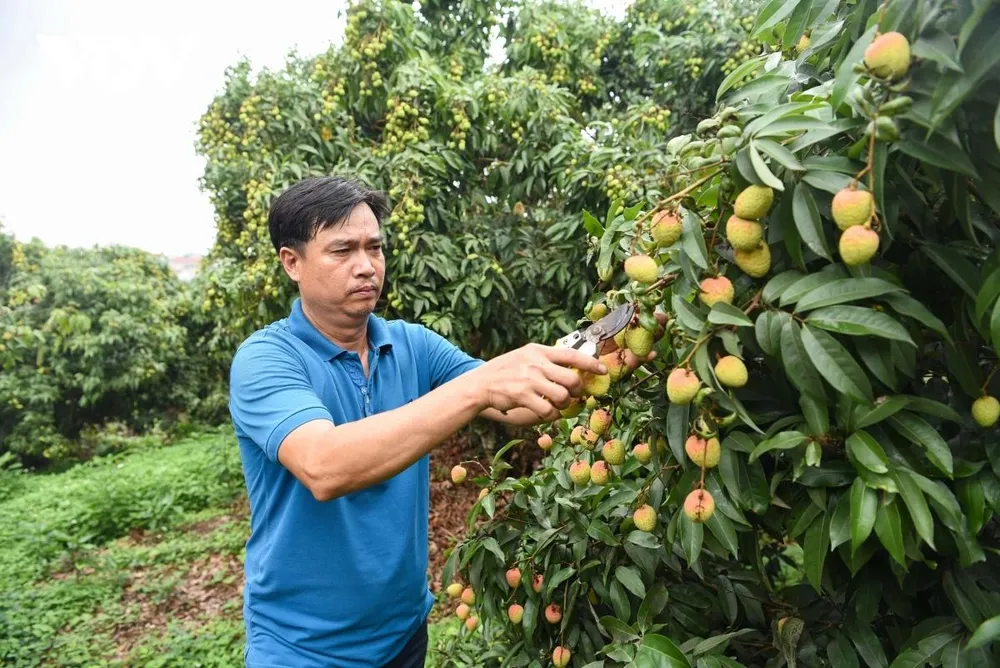 Ông Nguyễn Văn Tiến đang chăm sóc vườn vải