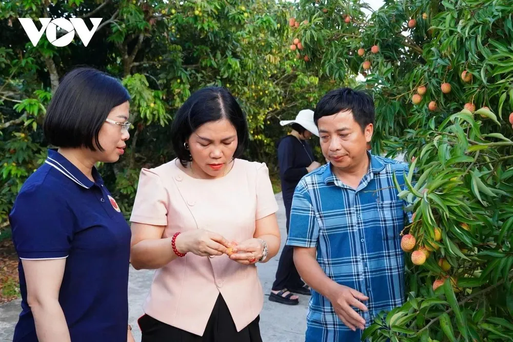 Các ban ngành tỉnh Hải Dương tăng cường hướng dẫn và giám sát chặt chẽ công tác chăm sóc, sản xuất vải, đảm bảo tiêu chuẩn xuất khẩu vào các thị trường khó tính, như: Mỹ, Australia, Nhật Bản...