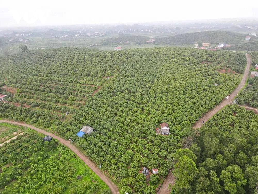 Theo báo cáo của tỉnh Bắc Giang, năm nay toàn tỉnh có khoảng 29.700ha vải thiều, trong đó vải sớm 8.000ha, còn lại là vải chính vụ. Tại huyện Tân Yên một trong những vùng trọng điểm trồng vải sớm có khoảng 1.250ha trồng vải, ước đạt khoảng 15.000 tấn, tăng khoảng 2.000 tấn so với năm trước.