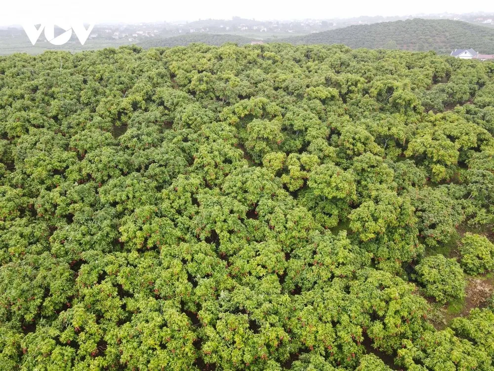 “Bước đầu đánh giá toàn diện, thứ nhất trong công tác tuyên truyền, cách thức vận hành chăm sóc, quảng bá quả vải thiều sớm xã Phúc Hoà tới đông đảo quần chúng nhân dân trong nước cũng như quốc tế, giúp nâng tầm hình ảnh quả vải thiều sớm huyện Tân Yên lên cao, giúp tiêu thụ vải thiều ổn định về giá cả cũng như yên tâm về thị trường xuất khẩu đối với mặt hàng VietGAP”- ông Hưng nói.