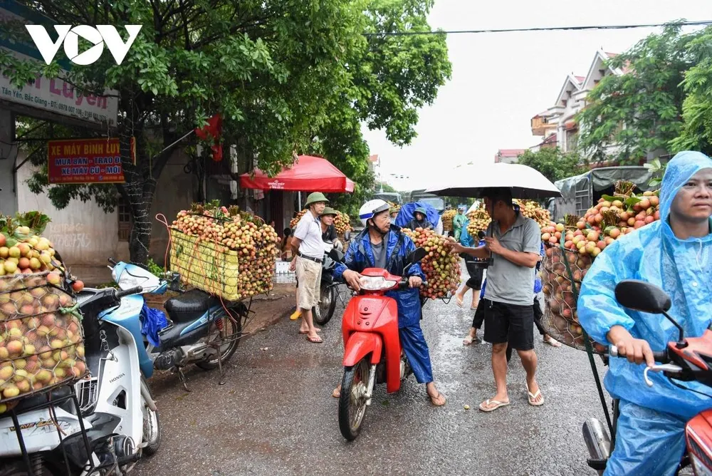 Theo ghi nhận của phóng viên Báo Điện tử Tiếng nói Việt Nam, tại “thủ phủ” vải thiều chín sớm xã Phúc Hoà, huyện Tân Yên (Bắc Giang), trong những ngày đầu tháng 6: Từ mờ sáng, người dân trong vùng đã tất bật bẻ vải, để vận chuyển đi tiêu thụ.