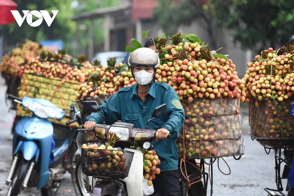 Dọc các con đường ở trung tâm đi vào UBND xã Phúc Hoà đâu đâu cũng nhuộm đỏ màu quả vải. Do đang vào thời điểm chính vụ nên số lượng vải được bán rất nhiều, ô tô, xe máy nườm nượp vận chuyển vải cả ngày lẫn đêm.