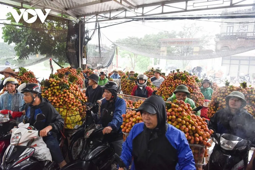 Những chiếc xe máy chất đầy quả vải, mỗi xe chở tới 100-130kg hướng đến các địa điểm thu mua vải thiều lớn.