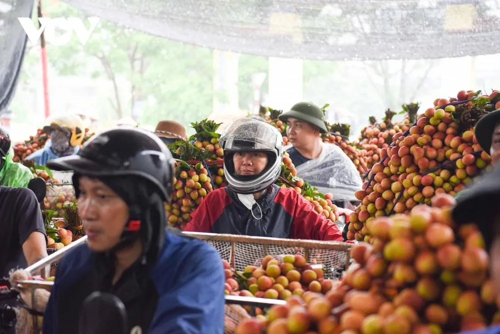 Cô Giáp Thị Thực ở thị trấn Cao Thượng, huyện Tân Yên, tỉnh Bắc Giang cho biết: “Năm nay thời tiết ủng hộ, sản lượng vải thiều tăng cao, nhưng tôi thấy giá cả dao động mạnh, đầu vụ bán còn có lãi, nhưng đến giờ bán chỉ đủ tiền công chăm sóc. Hy vọng những ngày sắp tới ít mưa, người trồng vải bán được giá cao”.